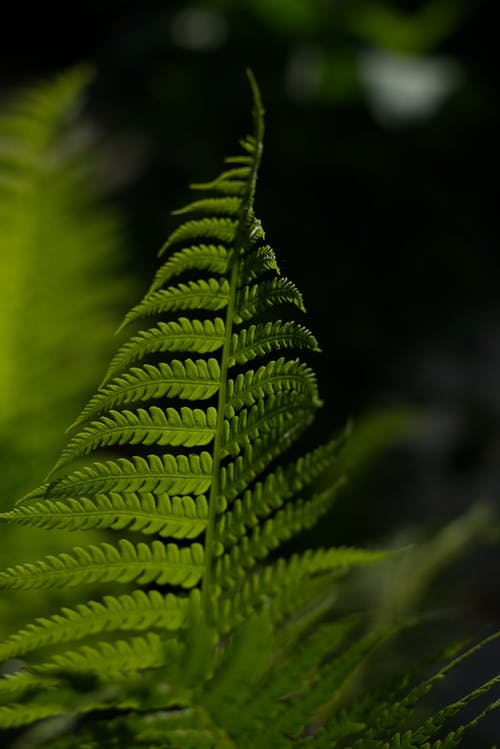 蕨类植物的选择性聚焦照片 · 免费素材图片