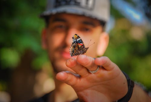 棕色和黑色蝴蝶在男人的手上 · 免费素材图片