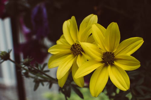 黄色的花瓣花的特写摄影 · 免费素材图片