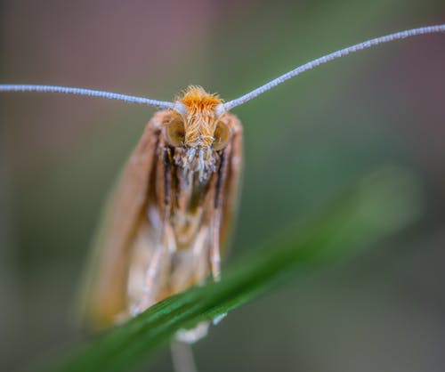 棕色昆虫微距摄影 · 免费素材图片