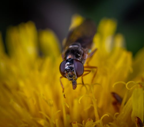 在黄色的花瓣上的黑蝇 · 免费素材图片