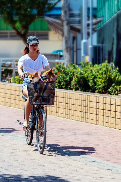 女人与狗在篮子里骑自行车 · 免费素材图片