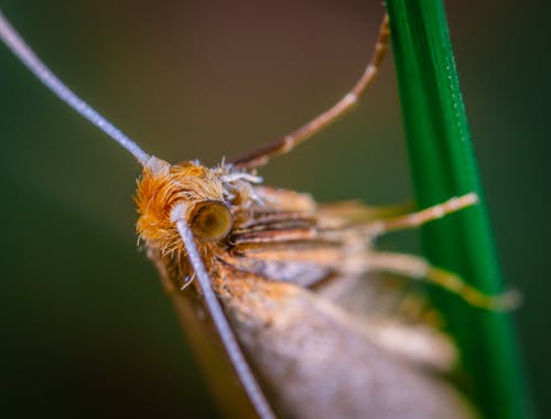 棕色翅昆虫在绿叶植物上 · 免费素材图片
