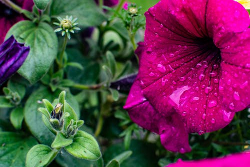 矮牵牛花的特写摄影 · 免费素材图片