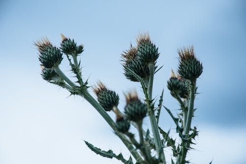 绿蓟花芽pin Bloom在白天 · 免费素材图片