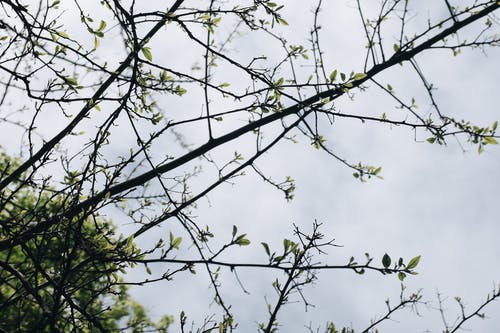 白云下的绿叶树 · 免费素材图片
