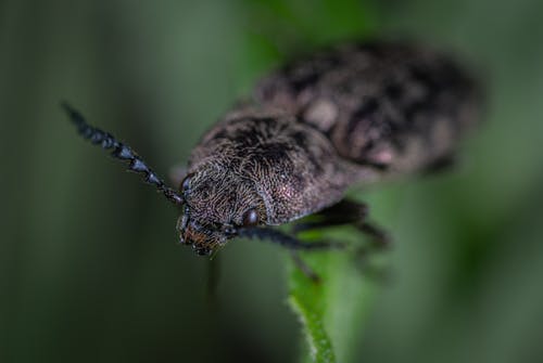 黑甲虫在绿叶植物上的微距摄影 · 免费素材图片