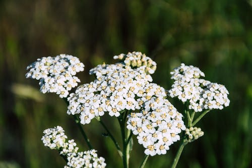 白天白色花瓣的选择性摄影 · 免费素材图片