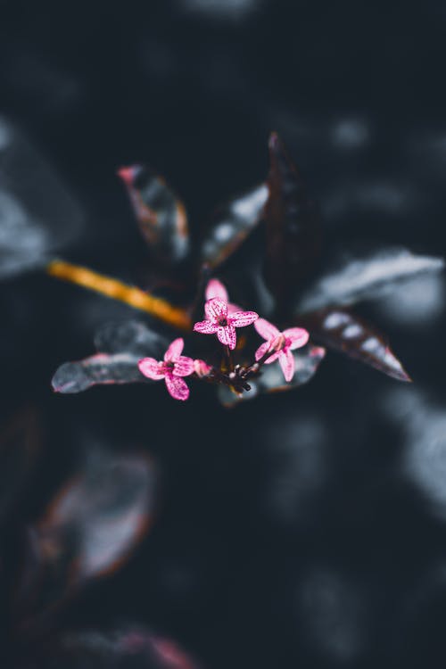 粉色菊科花 · 免费素材图片