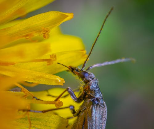 黄花瓣上的棕色长角昆虫 · 免费素材图片