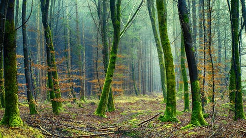 苔藓树林 · 免费素材图片