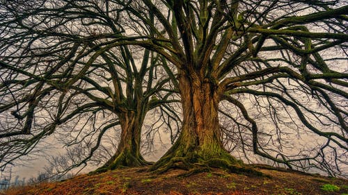两棵裸树 · 免费素材图片