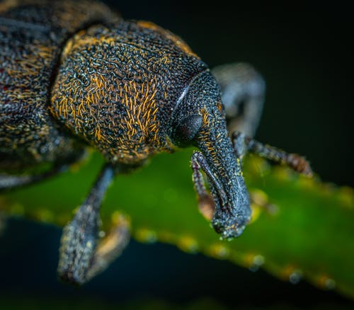 黑色和黄色的甲虫的宏观摄影 · 免费素材图片