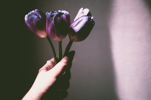 持有紫色花瓣花的人 · 免费素材图片