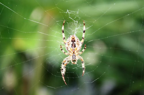 Web上的黄色和黑色蜘蛛 · 免费素材图片