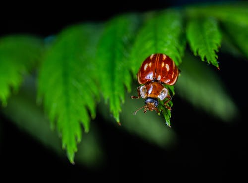 红甲虫 · 免费素材图片