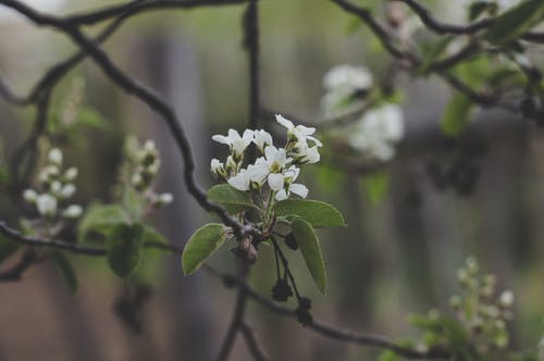 白樱花盛开 · 免费素材图片