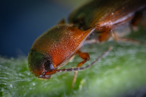 布朗点击甲虫 · 免费素材图片