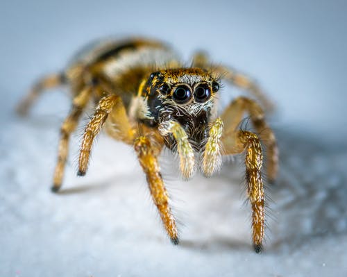 蜘蛛的选择性聚焦摄影 · 免费素材图片