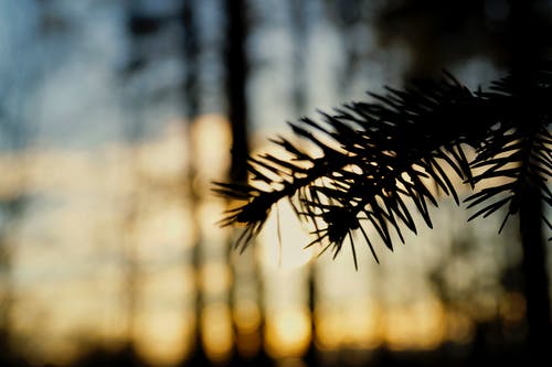 松叶特写摄影 · 免费素材图片