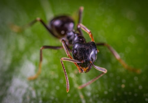 蚂蚁的特写照片 · 免费素材图片