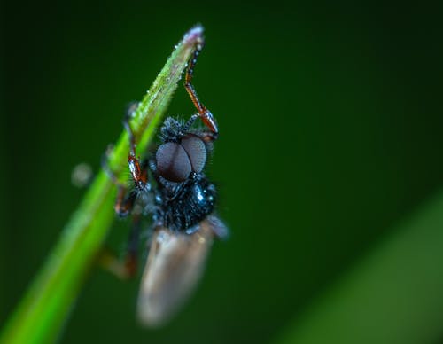 黑昆虫的特写摄影 · 免费素材图片