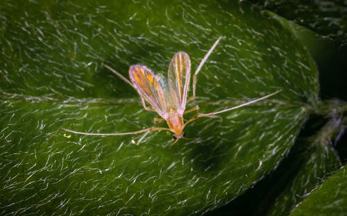 叶上的棕色昆虫 · 免费素材图片