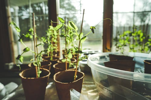 盆栽绿叶植物 · 免费素材图片