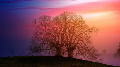 日落期间彼此相邻的两棵裸树 · 免费素材图片