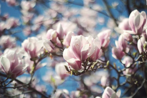 白色和粉红色的花瓣花的选择性焦点照片 · 免费素材图片