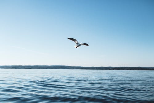白色和棕色鸟附近水体在白天的蓝天下 · 免费素材图片