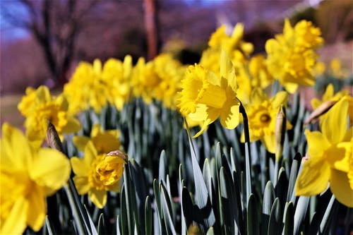 黄色花瓣花的选择性摄影 · 免费素材图片