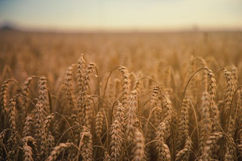小麦粮田 · 免费素材图片