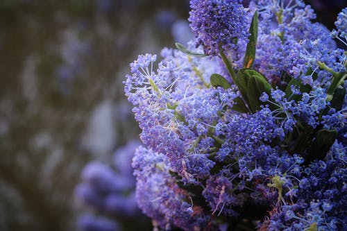 紫色花瓣农的选择性聚焦摄影 · 免费素材图片