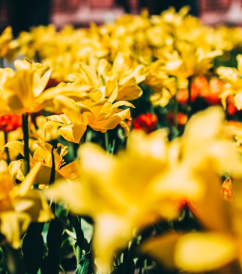 黄色的花瓣花床 · 免费素材图片