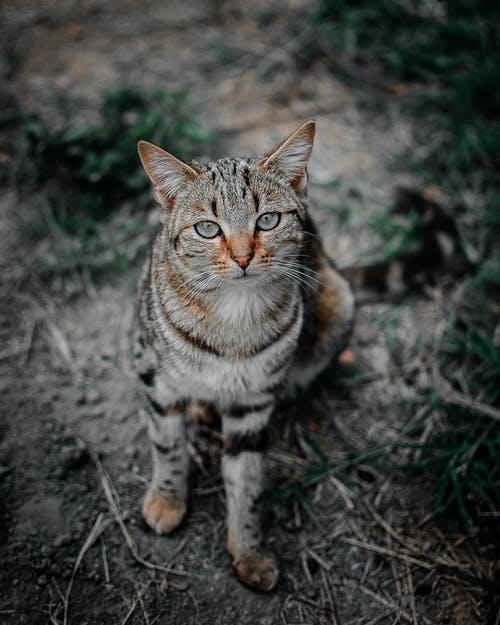 棕色虎斑猫的选择性聚焦摄影 · 免费素材图片