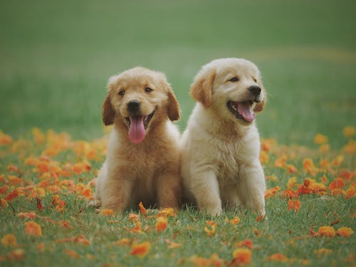 两只黄色的拉布拉多犬幼犬 · 免费素材图片