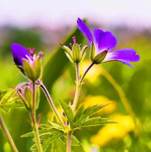 紫色花瓣花的选择性焦点照片 · 免费素材图片