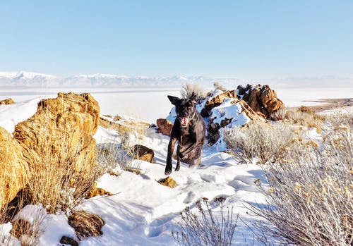 黑狗在积雪覆盖的田野上运行 · 免费素材图片