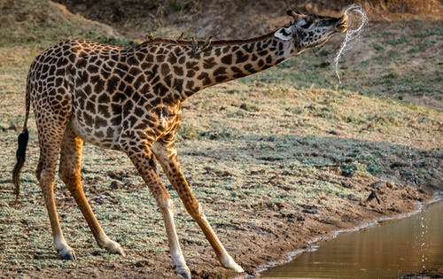 长颈鹿喝水 · 免费素材图片
