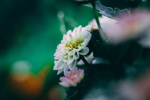 白大丽花花 · 免费素材图片