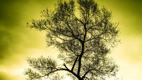 树的轮廓 · 免费素材图片