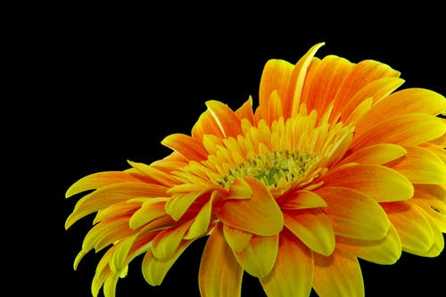 特写摄影黄色非洲菊雏菊花 · 免费素材图片