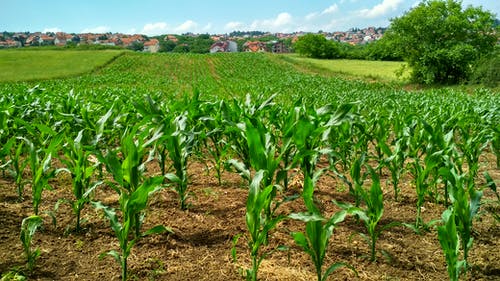 玉米田 · 免费素材图片