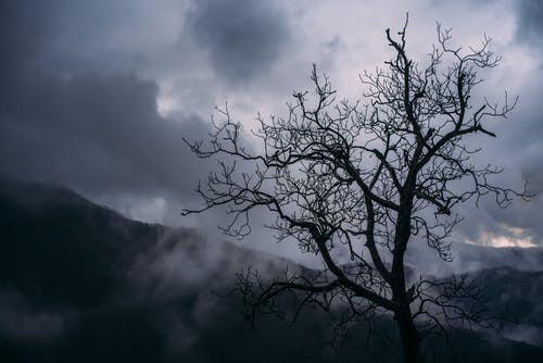 裸树摄影剪影 · 免费素材图片