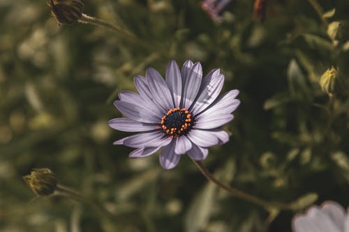 紫色鸵鸟花的选择性聚焦摄影 · 免费素材图片
