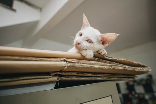 棕色折叠纸板盒上的白色小猫 · 免费素材图片