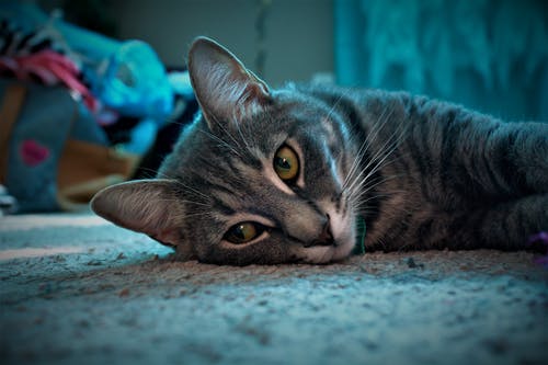 躺在灰色的表面上的灰色虎斑猫的特写镜头 · 免费素材图片