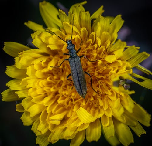 黑色的水泡甲虫在黄色的花上的宏观照片 · 免费素材图片