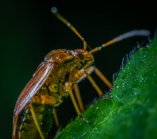 棕色甲虫在绿叶上的微距摄影 · 免费素材图片